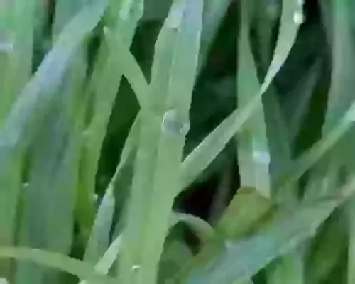 Step into wellness: Embrace the season with a winter walk